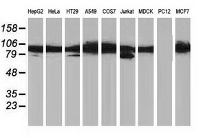 SLC30A3 Antibody
