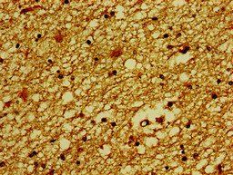 SLC30A3 Antibody