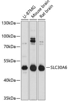 SLC30A6 antibody