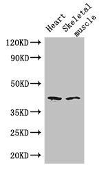 SLC30A7 Antibody
