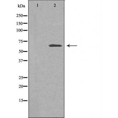 SLC30A9 antibody