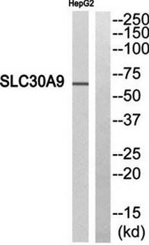 SLC30A9 antibody