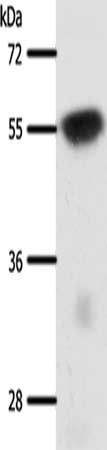 SLC32A1 antibody