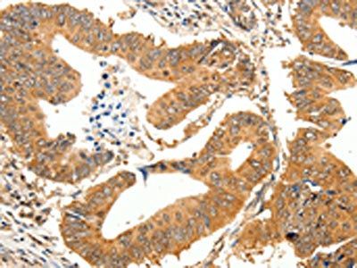 SLC32A1 Antibody