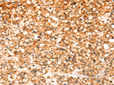 SLC32A1 Antibody