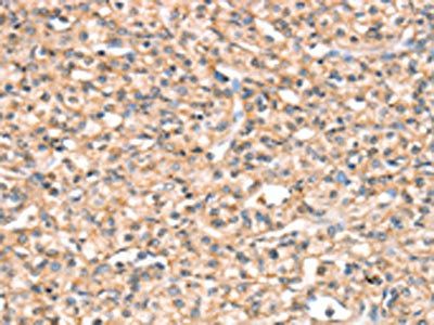 SLC32A1 Antibody