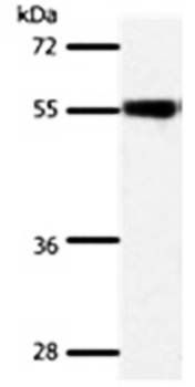 SLC32A1 Antibody