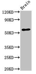 SLC32A1 Antibody