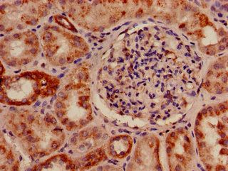 SLC33A1 antibody