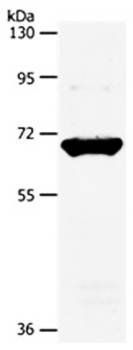 SLC33A1 Antibody