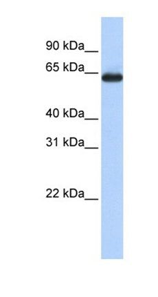 SLC34A3 antibody