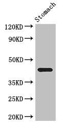 SLC35A2 antibody