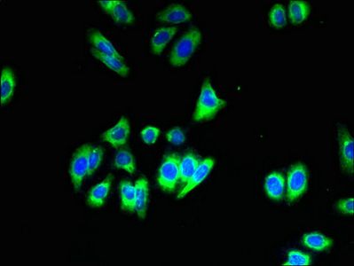 SLC35B1 Antibody