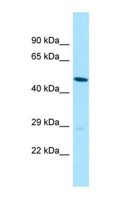 SLC35B2 antibody