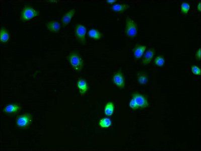 SLC35B4 Antibody