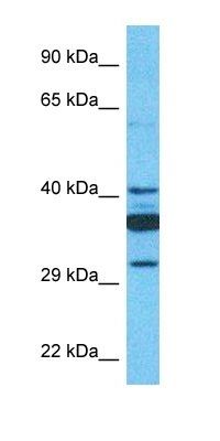 SLC35C1 antibody