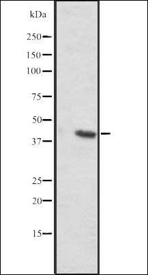 SLC35C2 antibody