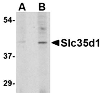 Slc35D1 Antibody