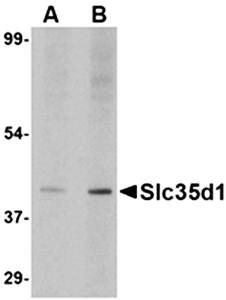 Slc35D1 Antibody