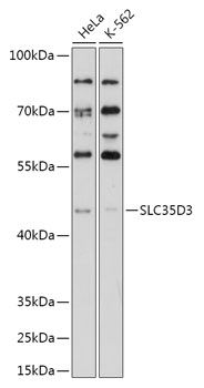 SLC35D3 antibody