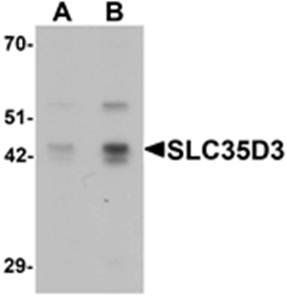 SLC35D3 Antibody