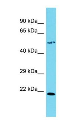 SLC35F4 antibody