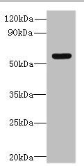 SLC35F5 antibody