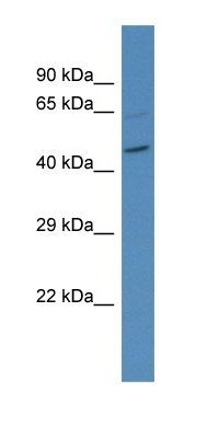 Slc36a4 antibody