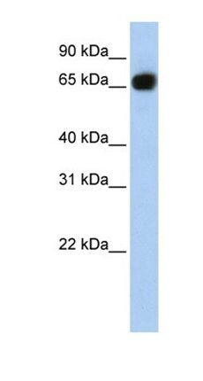 SLC37A1 antibody