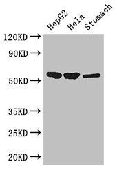 SLC37A2 antibody