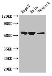 SLC37A2 Antibody