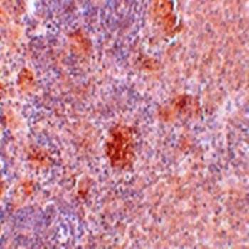 Slc37A2 Antibody