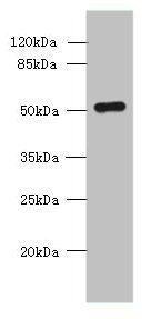 SLC38A2 antibody