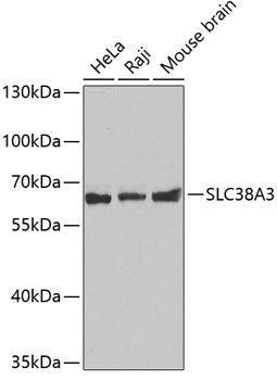 SLC38A3 antibody