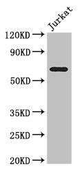 SLC38A9 antibody
