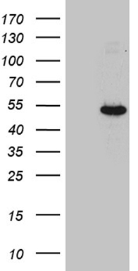 SLC39A5 antibody