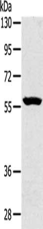 SLC39A5 antibody
