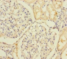 SLC39A7 Antibody