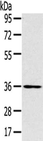 SLC39A9 Antibody