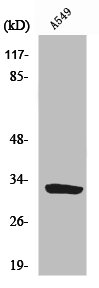 SLC39A9 Antibody