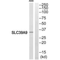 SLC39A9 Antibody