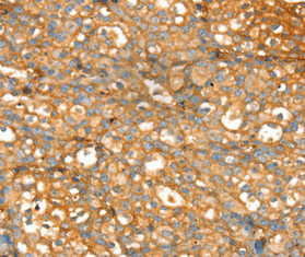 SLC39A9 Antibody