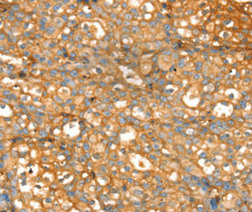 SLC39A9 antibody