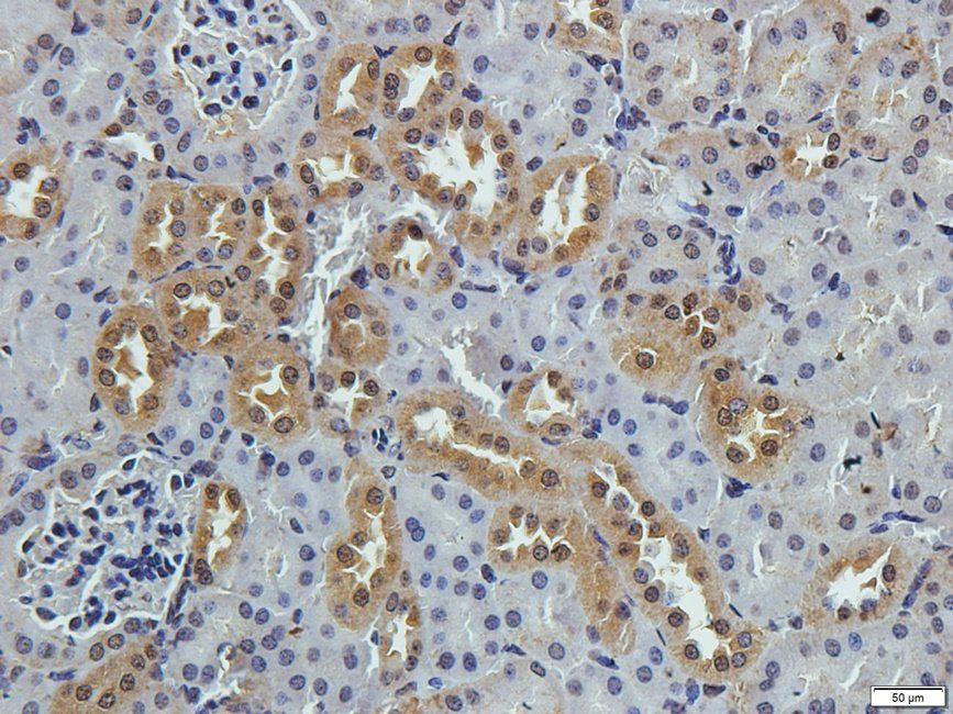 SLC3A2 Rabbit Polyclonal Antibody