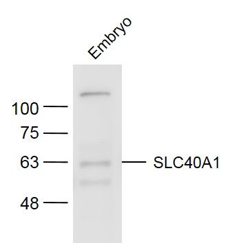 SLC40A1 antibody
