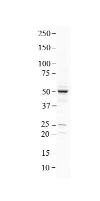SLC41A1 antibody