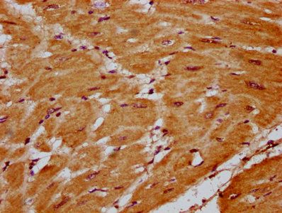 SLC41A1 Antibody