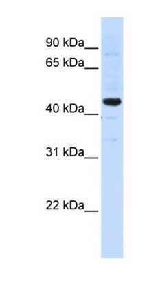 SLC41A3 antibody