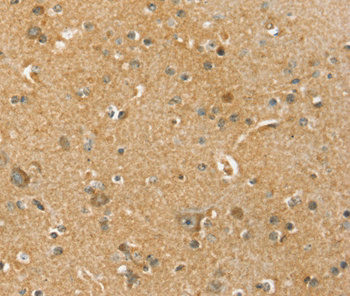 SLC41A3 Antibody