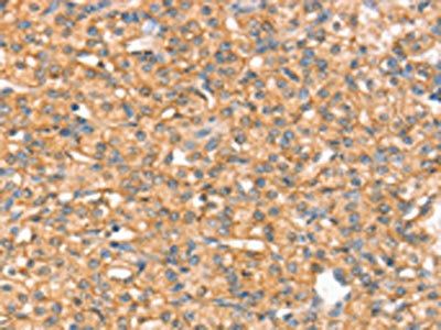 SLC43A2 Antibody